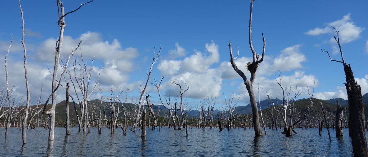 Slider forêt noyée Nouvelle Calédonie