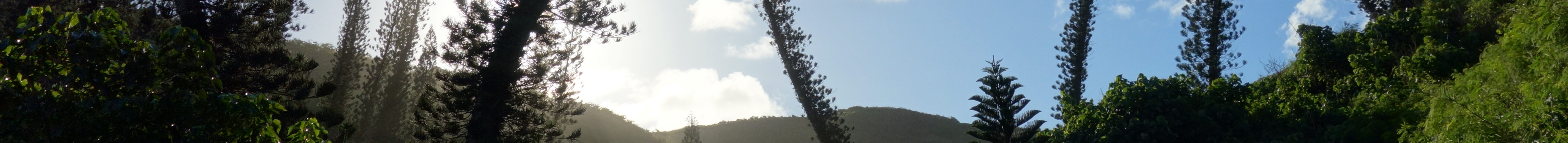 Image bandeau pins colonnaires Nouvelle Calédonie